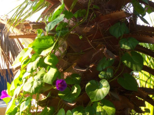 Name:  100_2665.jpg
Views: 299
Size:  56.4 KB