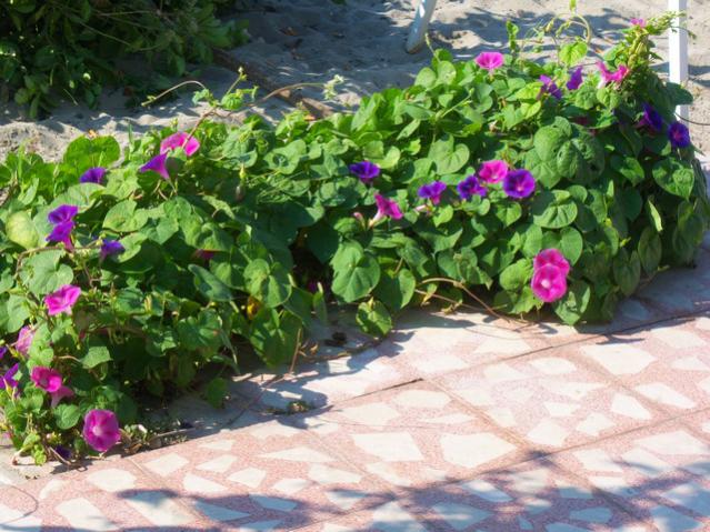 Name:  100_2666.jpg
Views: 302
Size:  68.4 KB
