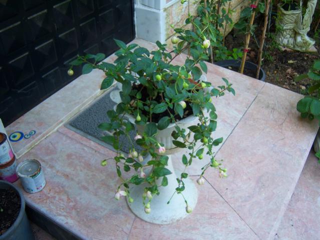Name:  100_2671.jpg
Views: 310
Size:  49.9 KB