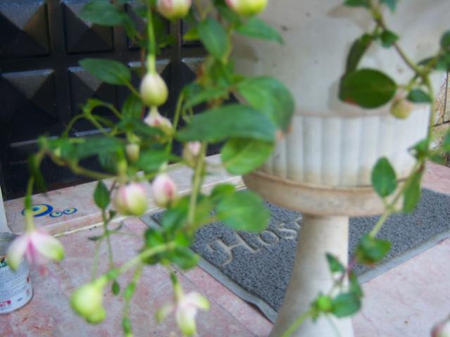 Name:  100_2672.jpg
Views: 289
Size:  35.5 KB