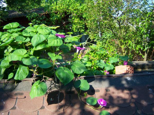 Name:  100_2673.jpg
Views: 291
Size:  72.3 KB