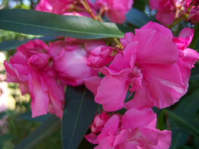 Name:  100_2685.jpg
Views: 314
Size:  32.7 KB