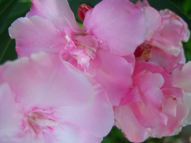 Name:  100_2687.jpg
Views: 285
Size:  24.3 KB