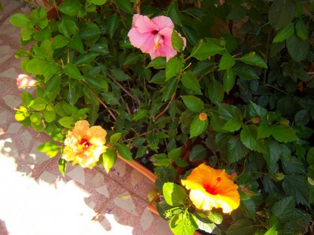 Name:  100_2694.jpg
Views: 306
Size:  51.0 KB