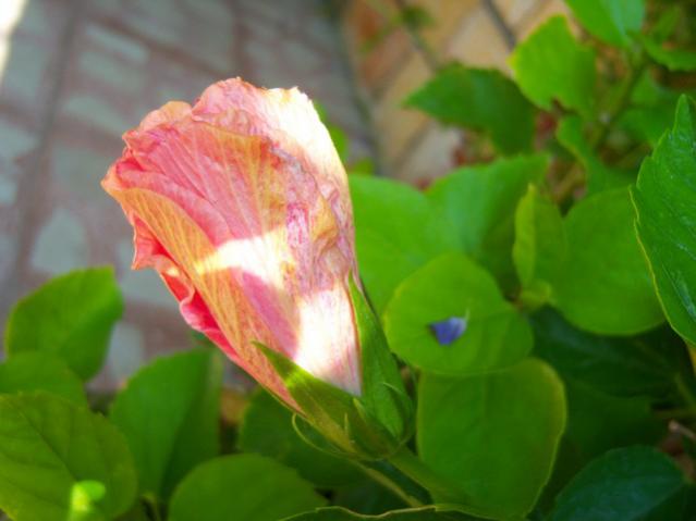 Name:  100_2698.jpg
Views: 292
Size:  29.1 KB