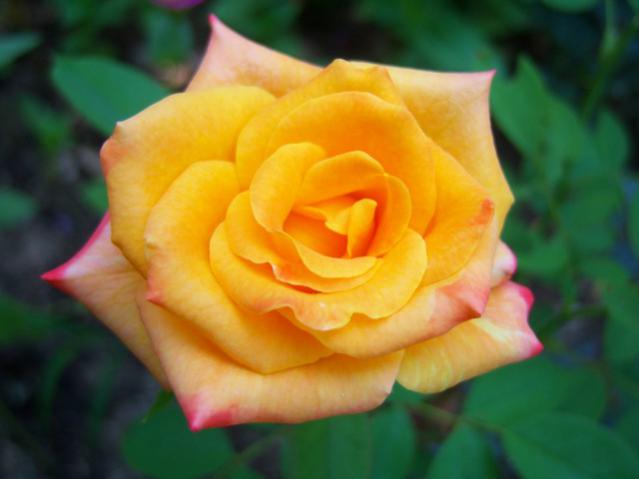 Name:  100_2702.jpg
Views: 305
Size:  27.0 KB