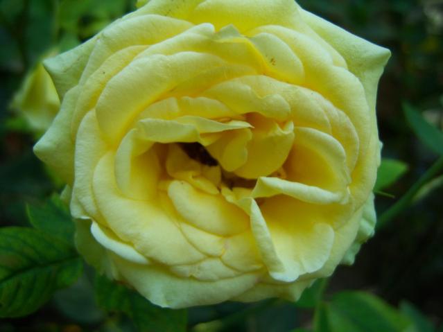 Name:  100_2703.jpg
Views: 284
Size:  29.4 KB