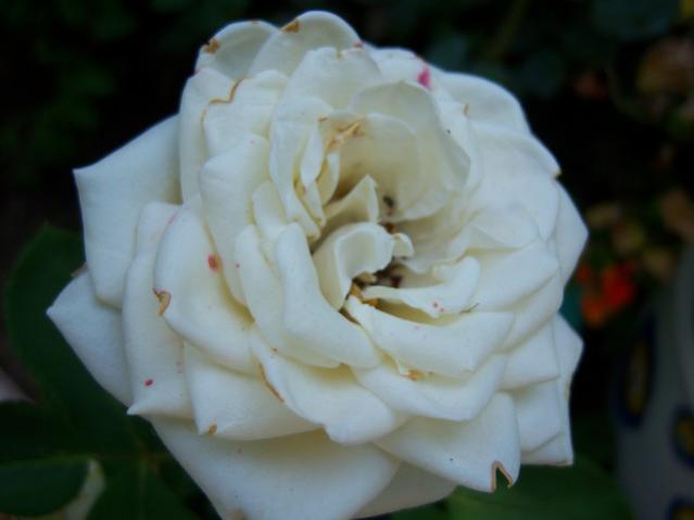 Name:  100_2704.jpg
Views: 287
Size:  23.2 KB