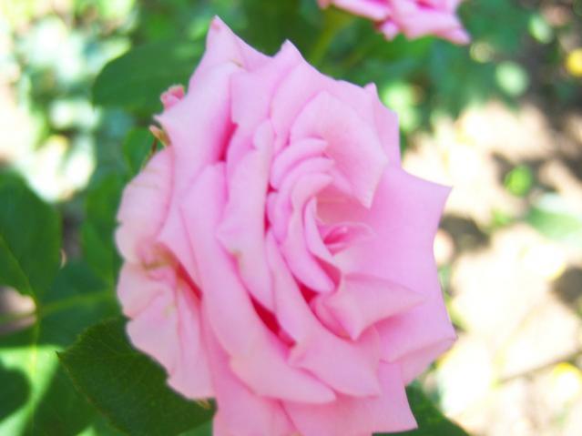 Name:  100_2705.jpg
Views: 293
Size:  27.5 KB