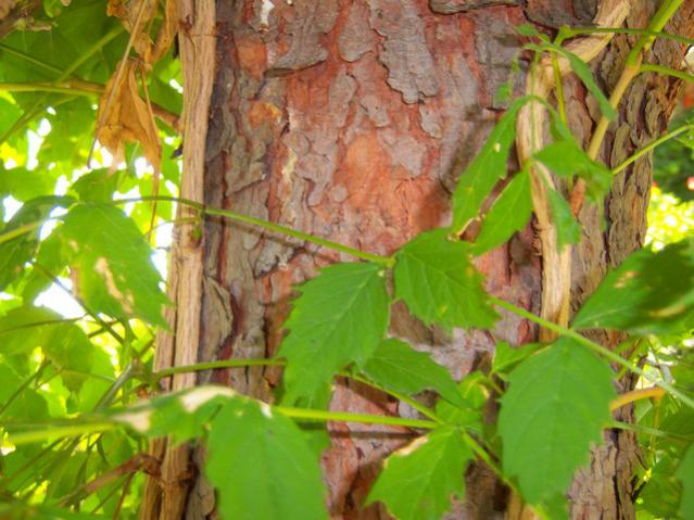 Name:  100_2706.jpg
Views: 289
Size:  54.4 KB