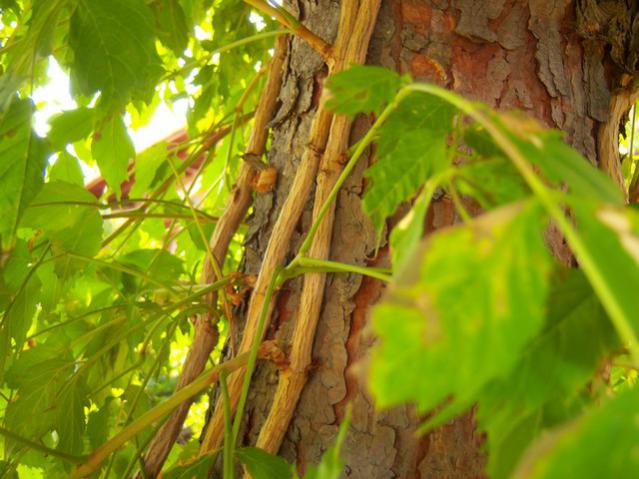 Name:  100_2707.jpg
Views: 305
Size:  50.4 KB