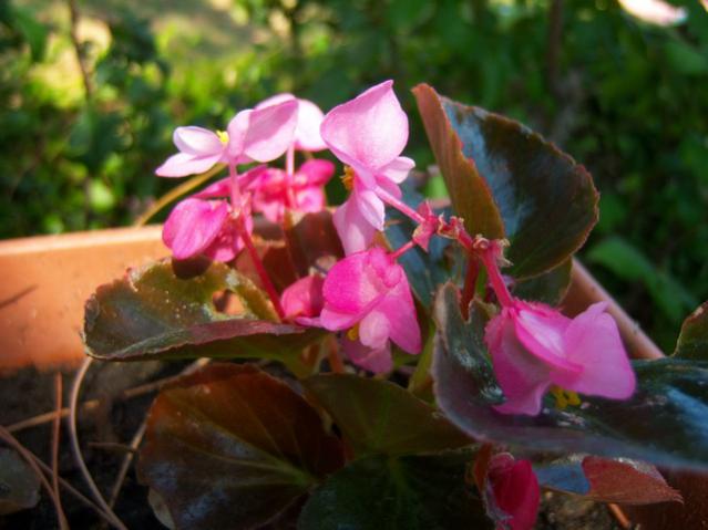 Name:  100_2710.jpg
Views: 291
Size:  39.1 KB