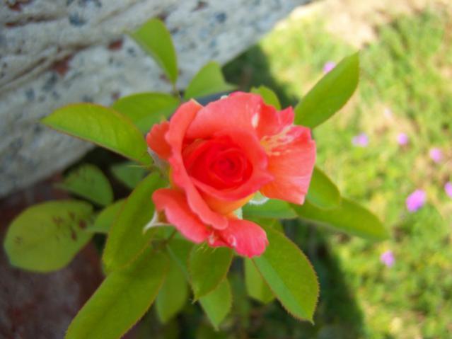 Name:  100_2712.jpg
Views: 304
Size:  30.6 KB