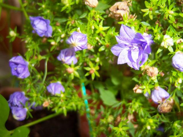 Name:  100_2713.jpg
Views: 292
Size:  51.7 KB