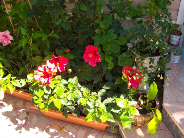 Name:  100_2715.jpg
Views: 295
Size:  63.1 KB