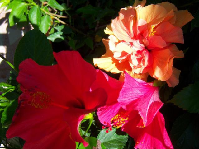 Name:  100_2716.jpg
Views: 302
Size:  41.2 KB