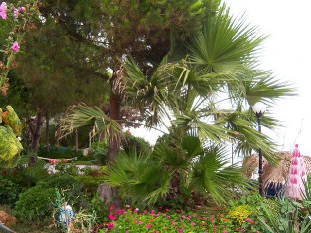 Name:  100_2720.jpg
Views: 275
Size:  67.6 KB