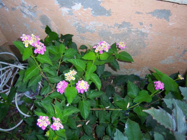 Name:  100_2729.jpg
Views: 277
Size:  56.5 KB