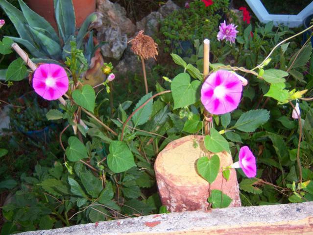 Name:  100_2734.jpg
Views: 302
Size:  63.2 KB