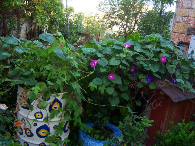 Name:  100_2742.jpg
Views: 316
Size:  69.2 KB