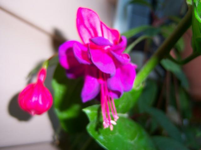 Name:  100_2745.jpg
Views: 300
Size:  26.5 KB
