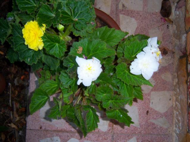 Name:  100_2754.jpg
Views: 284
Size:  49.6 KB