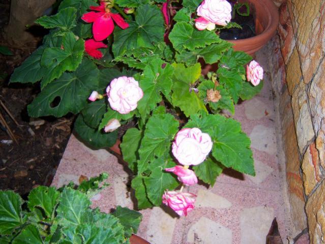 Name:  100_2755.jpg
Views: 271
Size:  60.1 KB