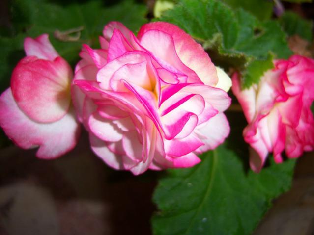 Name:  100_2756.jpg
Views: 258
Size:  34.0 KB