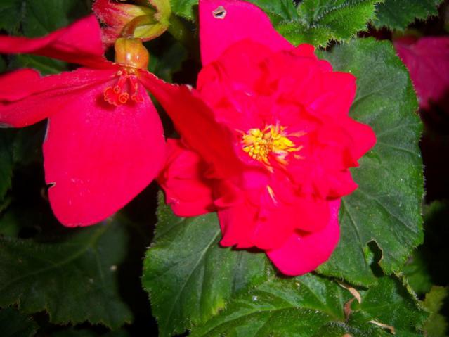 Name:  100_2757.jpg
Views: 395
Size:  38.2 KB