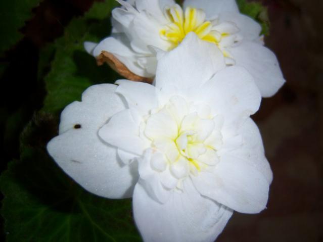 Name:  100_2759.jpg
Views: 385
Size:  22.1 KB