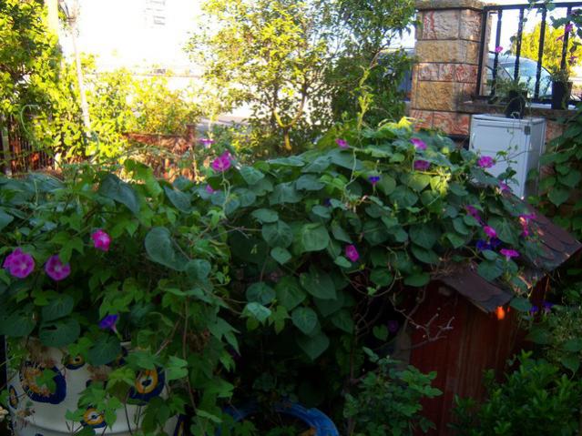 Name:  100_2777.jpg
Views: 385
Size:  67.0 KB
