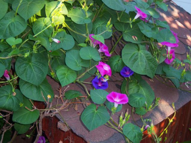 Name:  100_2778.jpg
Views: 384
Size:  55.5 KB