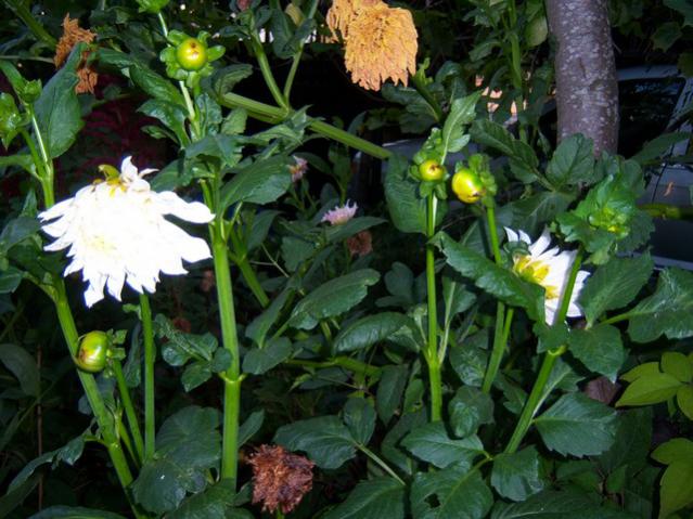 Name:  100_2783.jpg
Views: 372
Size:  58.3 KB