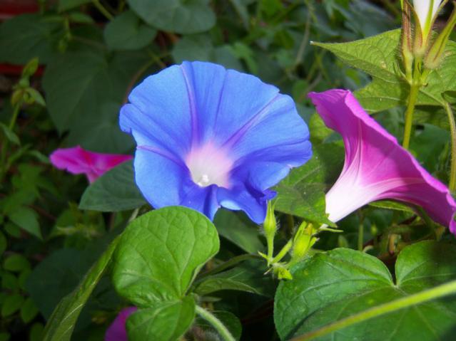Name:  100_2785.jpg
Views: 383
Size:  40.2 KB