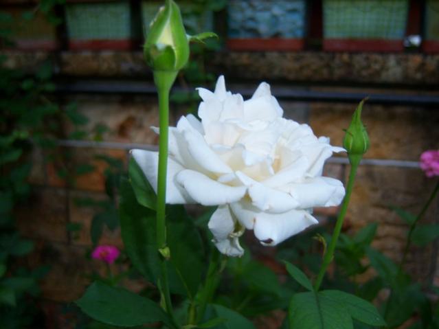 Name:  100_2791.jpg
Views: 450
Size:  28.2 KB