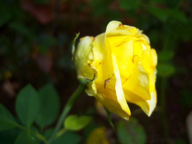 Name:  100_2792.jpg
Views: 459
Size:  66.9 KB