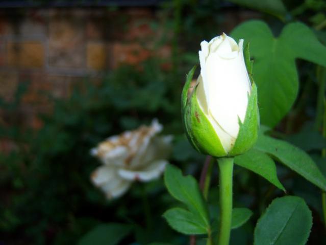 Name:  100_2793.jpg
Views: 422
Size:  24.0 KB