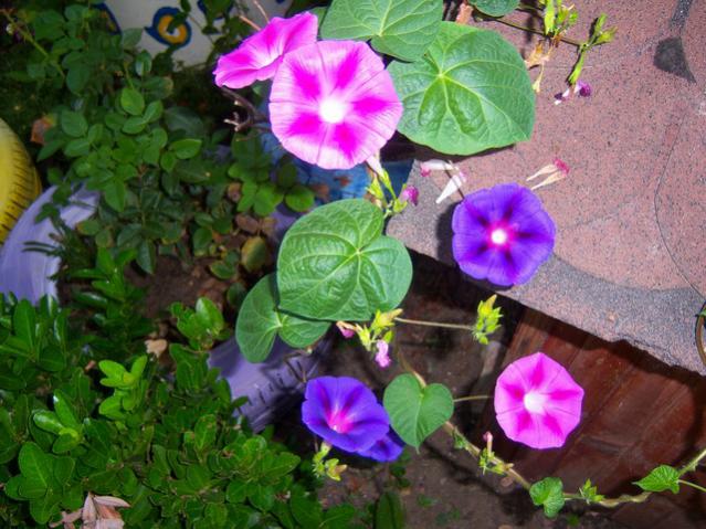 Name:  100_2794.jpg
Views: 429
Size:  60.2 KB