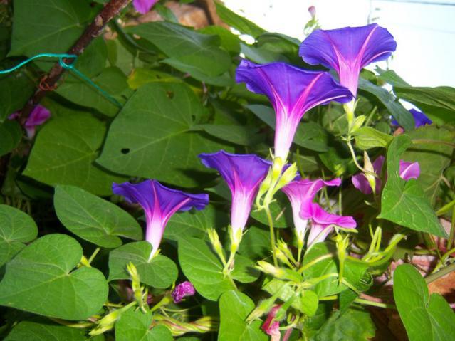 Name:  100_2795.jpg
Views: 443
Size:  52.8 KB