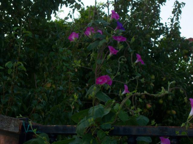 Name:  100_2796.jpg
Views: 685
Size:  47.5 KB