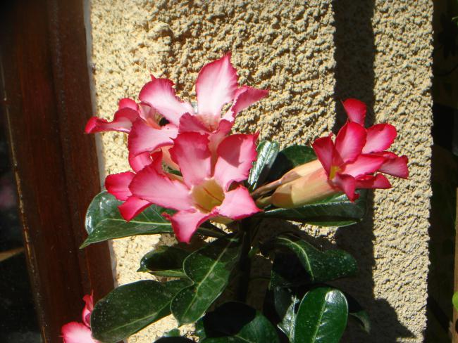 Name:  Adenium 1.jpg
Views: 1012
Size:  66.4 KB