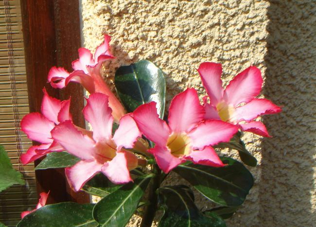 Name:  Adenium 2.jpg
Views: 1034
Size:  62.3 KB