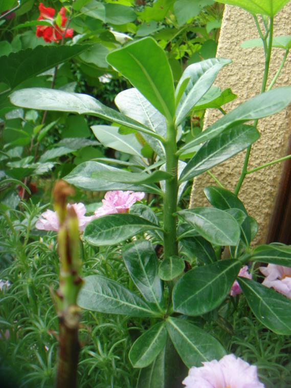 Name:  ADENUM 7.jpg
Views: 1005
Size:  74.7 KB