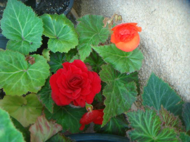 Name:  BEGONIA 1.jpg
Views: 1043
Size:  45.3 KB