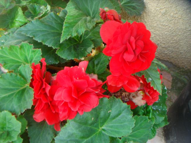 Name:  BEGONIA 2.jpg
Views: 1092
Size:  49.5 KB
