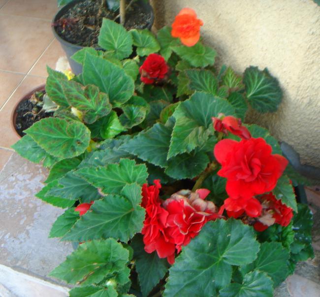 Name:  BEGONIA 6.jpg
Views: 1020
Size:  60.7 KB