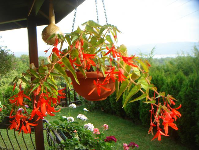 Name:  Begonia Million Kisses 6.jpg
Views: 1069
Size:  58.3 KB