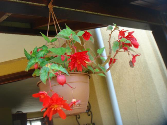 Name:  Begonia Non Stop 3.jpg
Views: 1058
Size:  34.7 KB