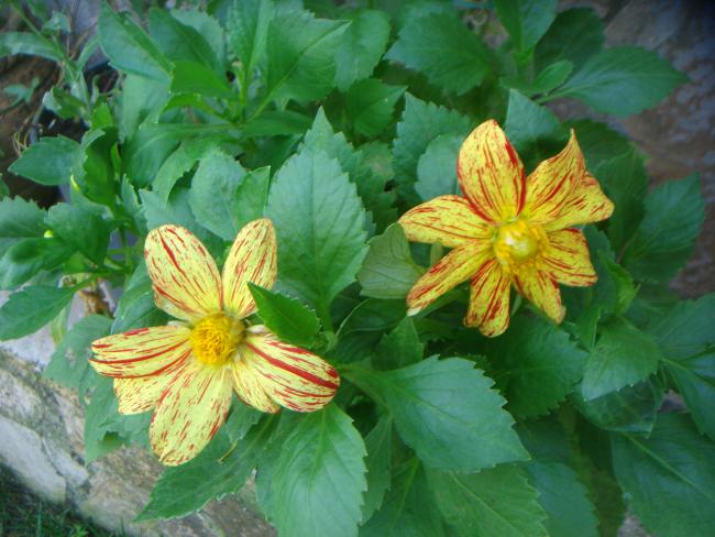 Name:  Dahlia Variabilis Firework 8.jpg
Views: 1037
Size:  51.6 KB