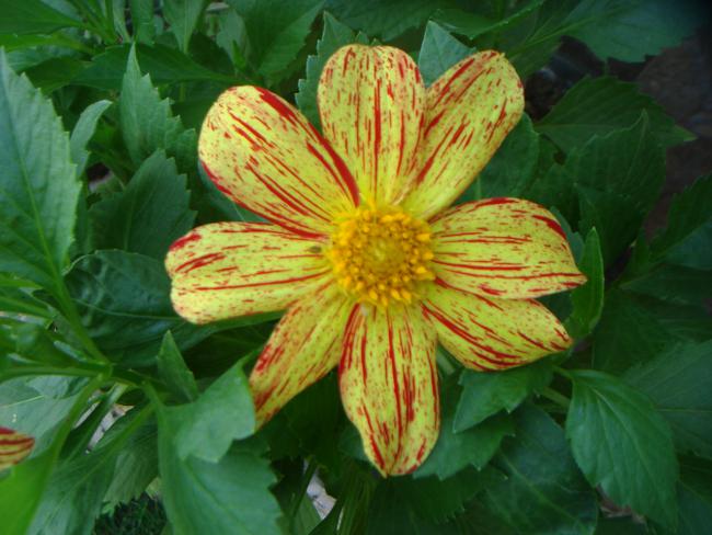 Name:  Dahlia Variabilis Firework 12.jpg
Views: 1053
Size:  48.0 KB